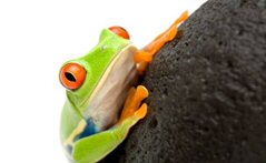 Treefroggie Treefroggie